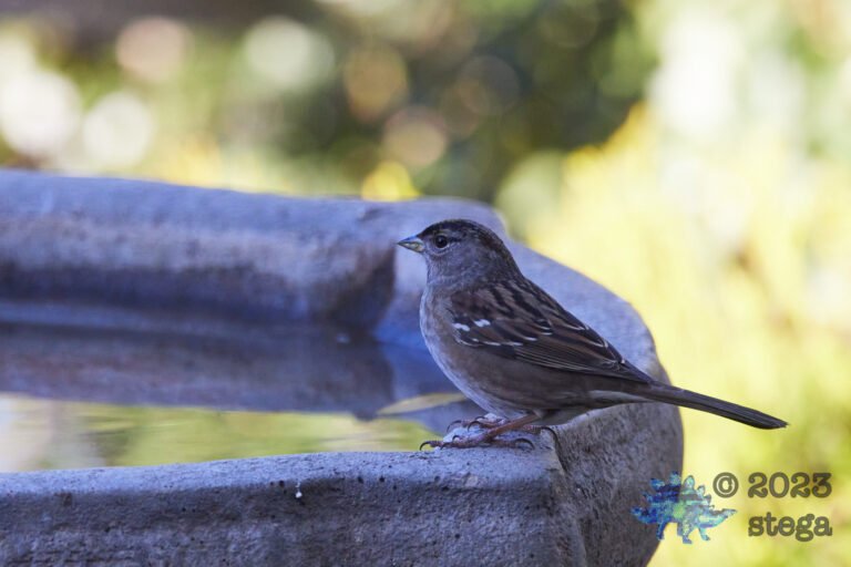 Gold-Crowned Sparrow