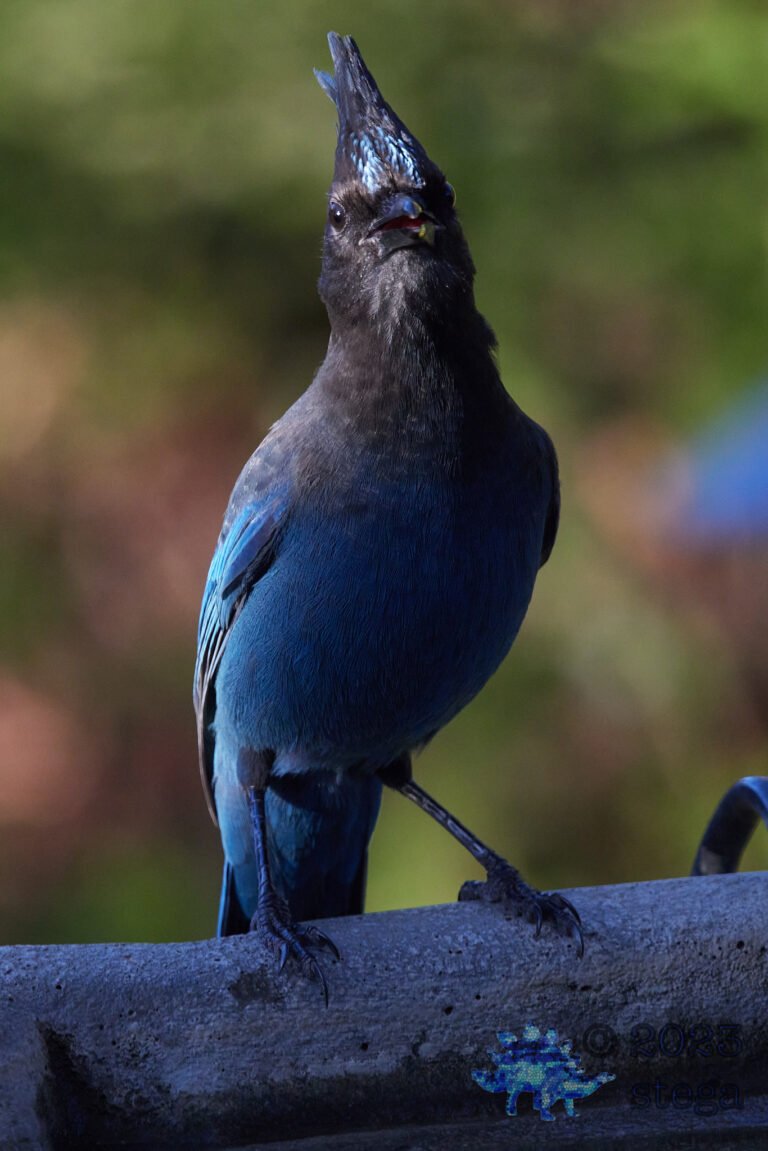 Steller’s Jay