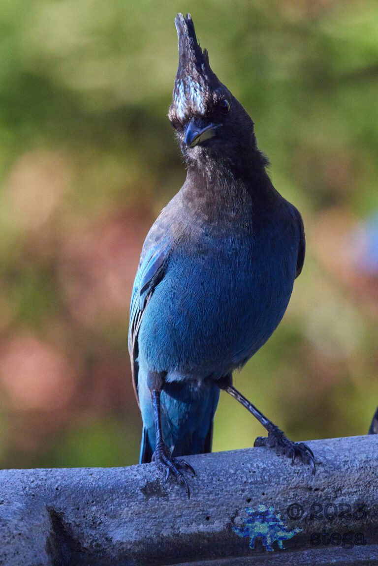 Steller’s Jay
