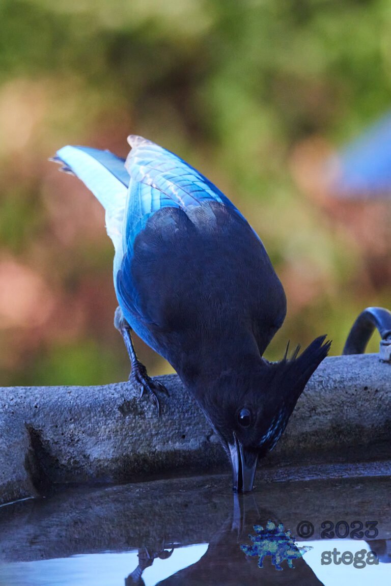 Steller’s Jay