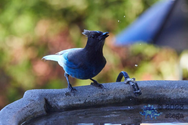 Steller’s Jay