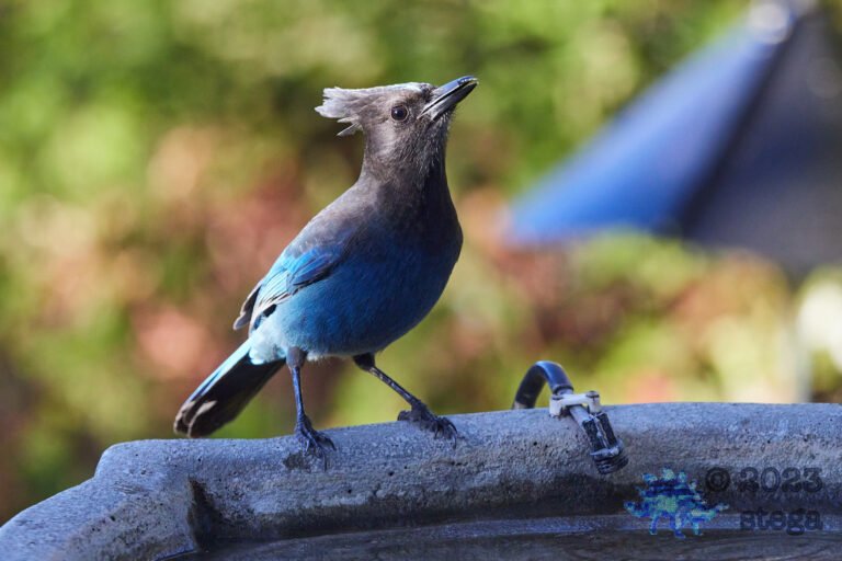 Steller’s Jay