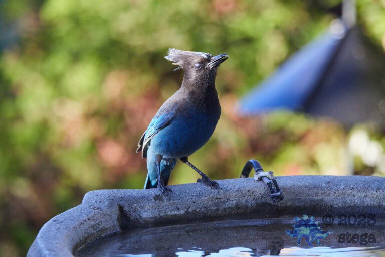 Steller’s Jay