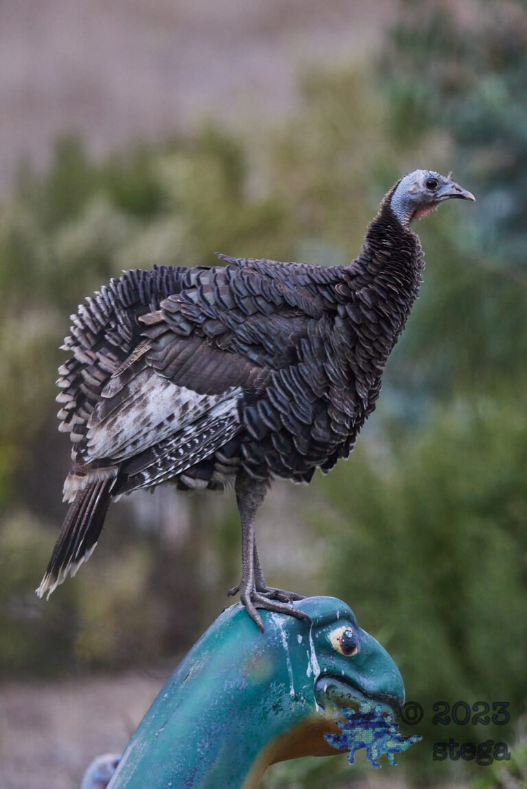 Turkey Week