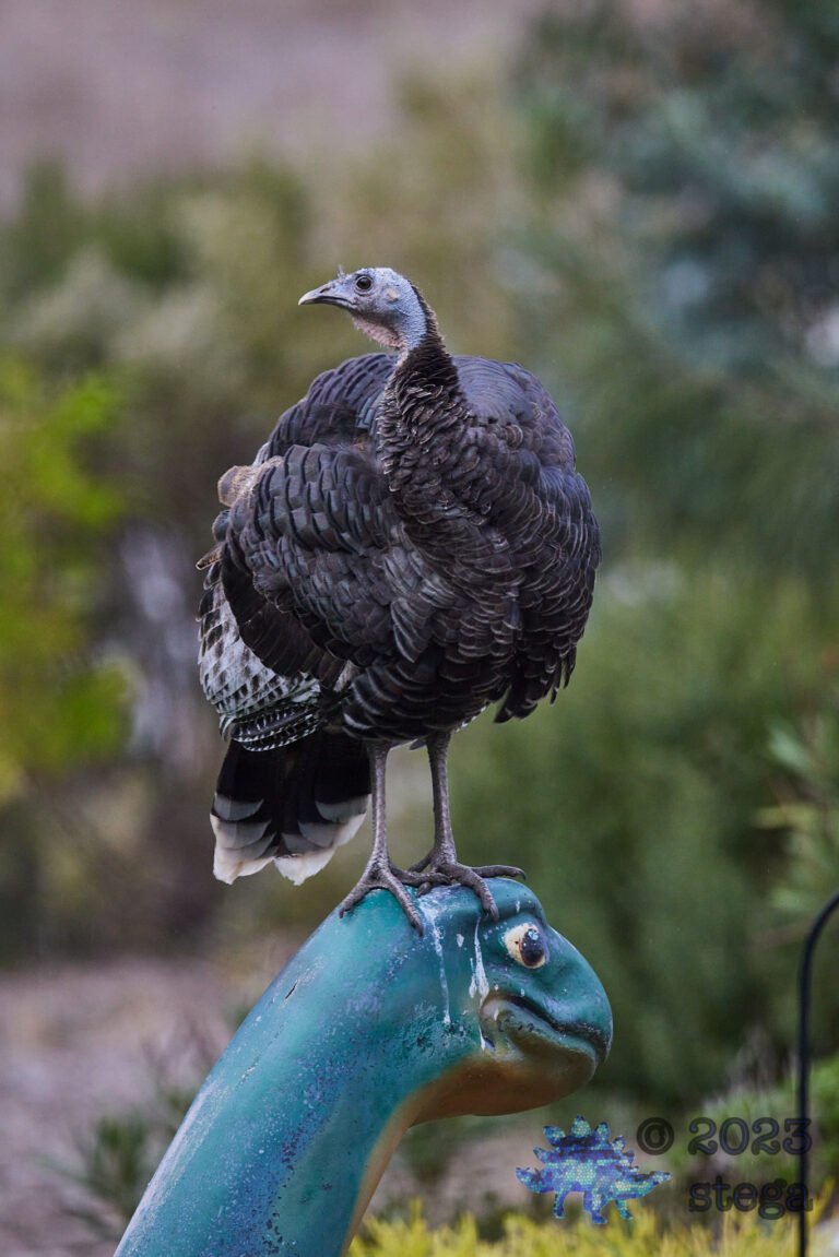 Wild Turkey