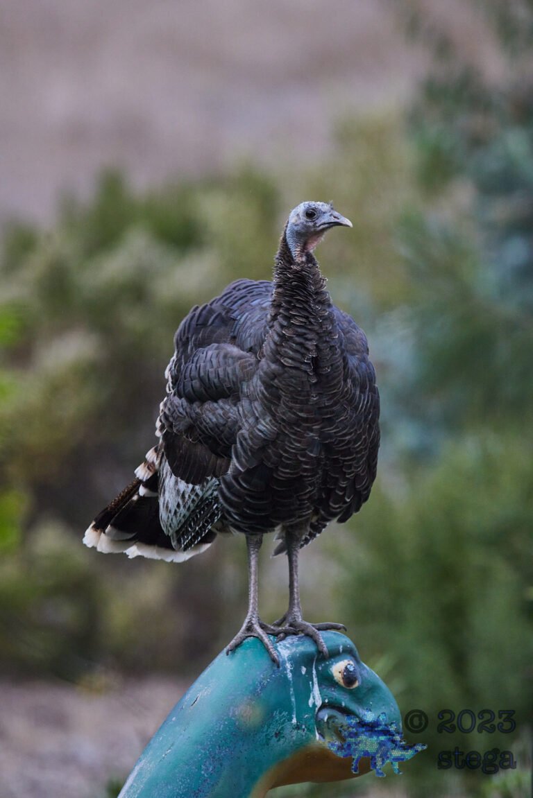 Turkey Week