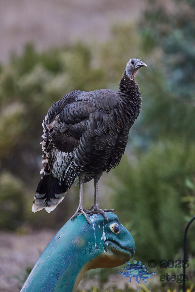 Turkey Week