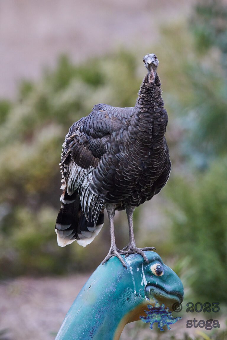 Turkey Week