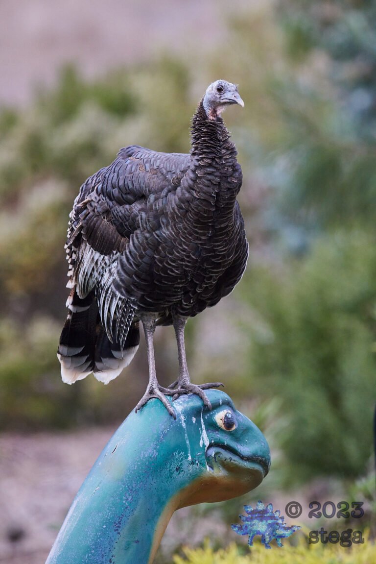 Turkey Week