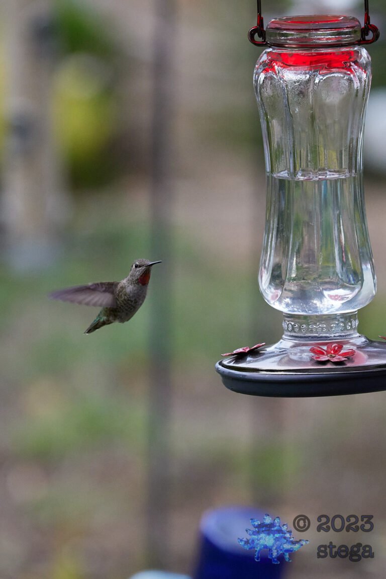 Anna’s Hummingbird