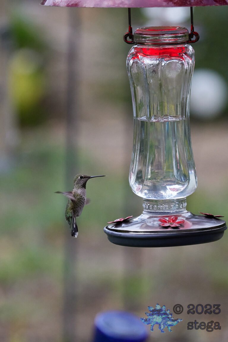 Anna’s Hummingbird