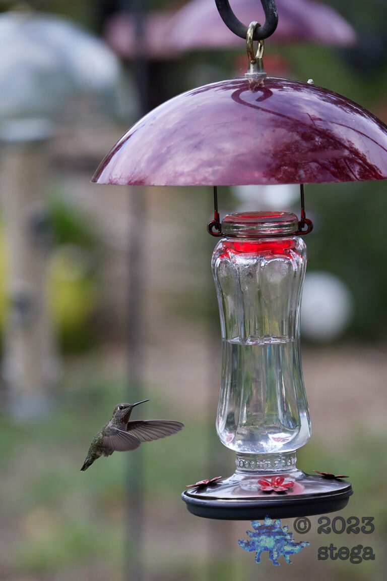 Anna’s Hummingbird