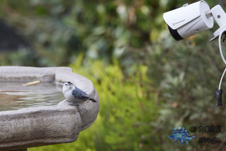 White-Breasted Nuthatch