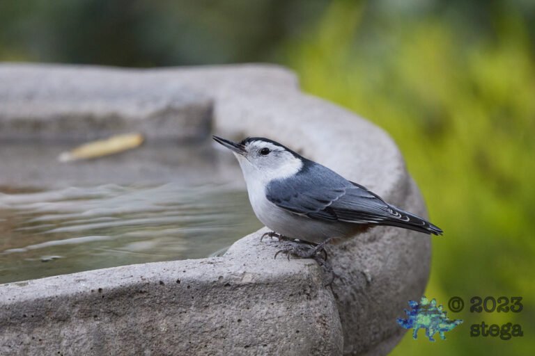 White-Breasted Nuthatch