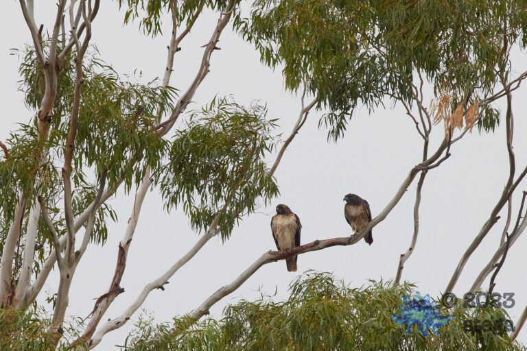 Red-Tailed Hawk