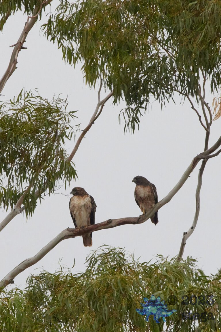 Red-Tailed Hawk