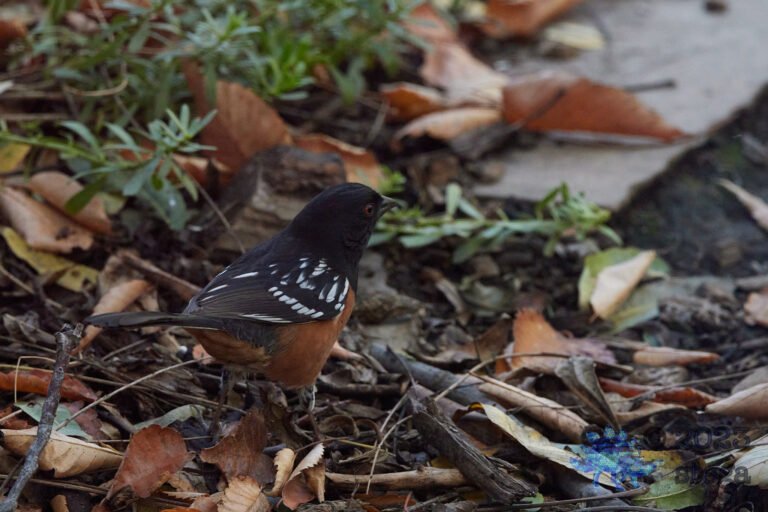 Spotted Towhee