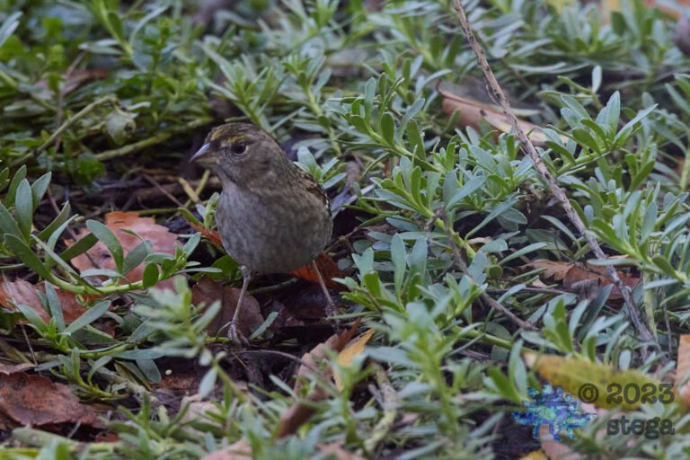 Gold-Crowned Sparrow