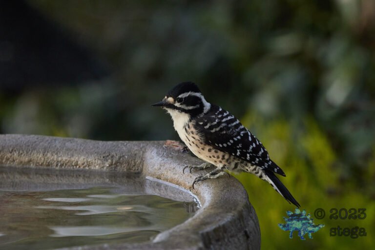Nuttall’s Woodpecker