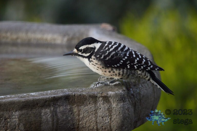 Nuttall’s Woodpecker
