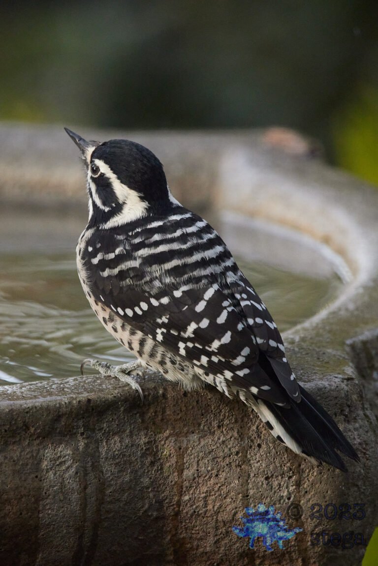 Nuttall’s Woodpecker