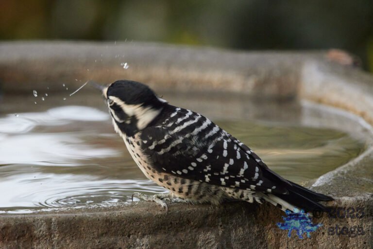 Nuttall’s Woodpecker
