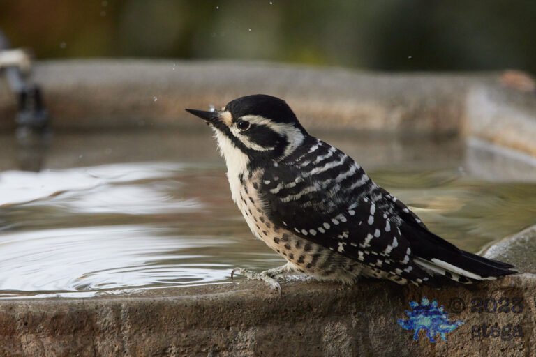 Nuttall’s Woodpecker