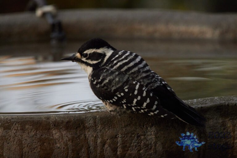Nuttall’s Woodpecker
