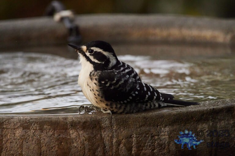 Nuttall’s Woodpecker