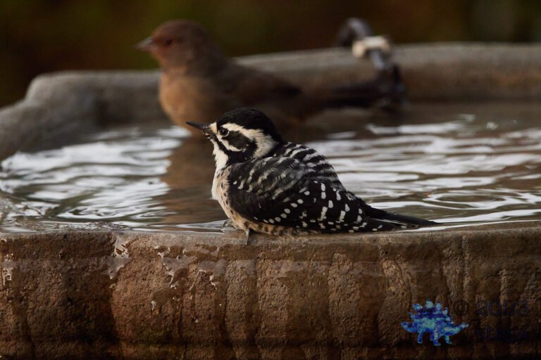Nuttall’s Woodpecker