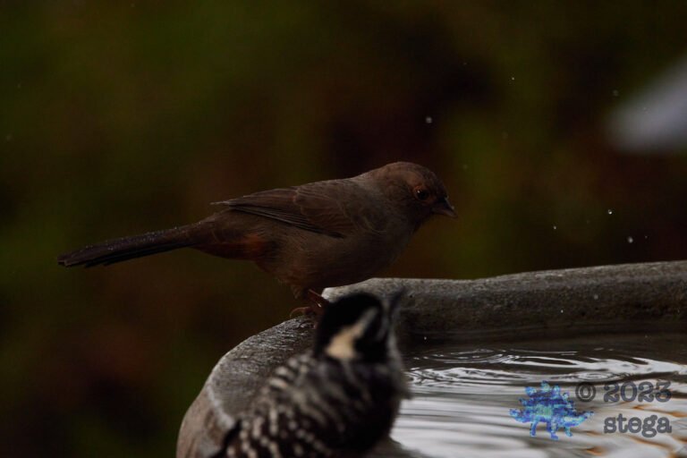 Dark California Towhee