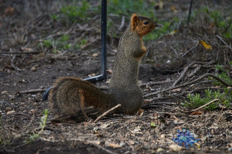 Fox Squirrel