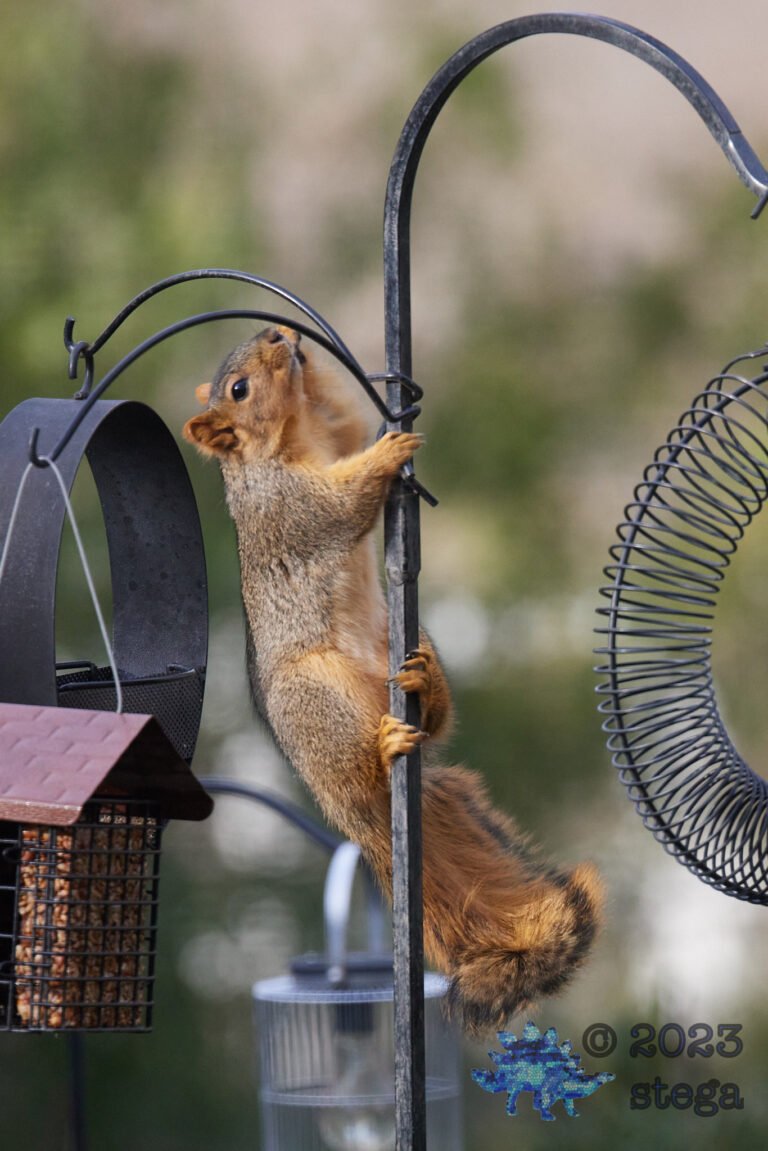 Fox Squirrel