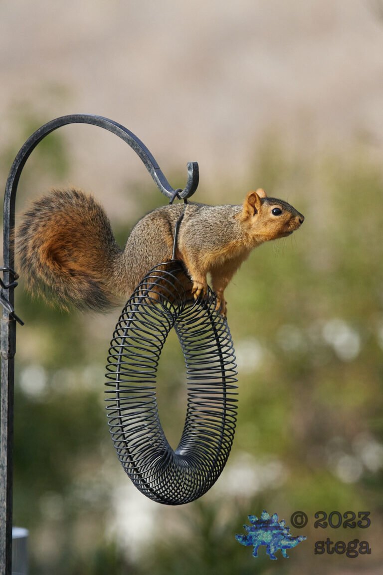 Fox Squirrel