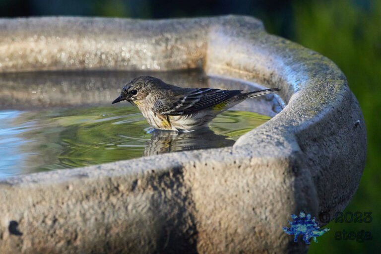 Yellow-Rumped Warbler