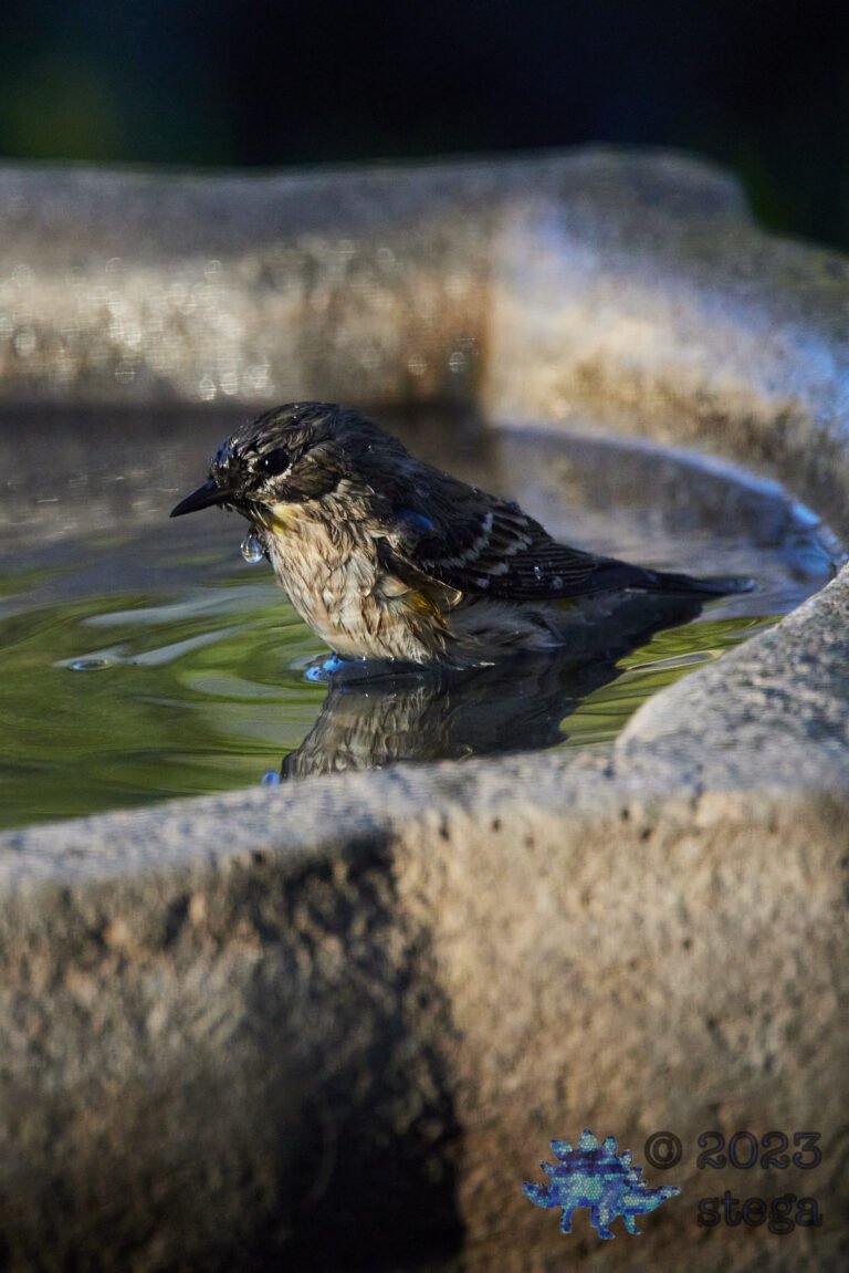 Yellow-Rumped Warbler