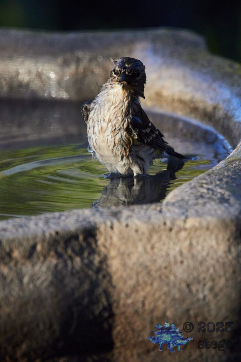 Yellow-Rumped Warbler