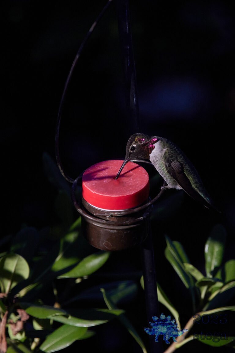 Anna’s Hummingbird