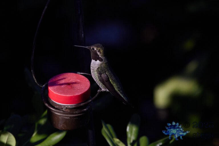 Anna’s Hummingbird