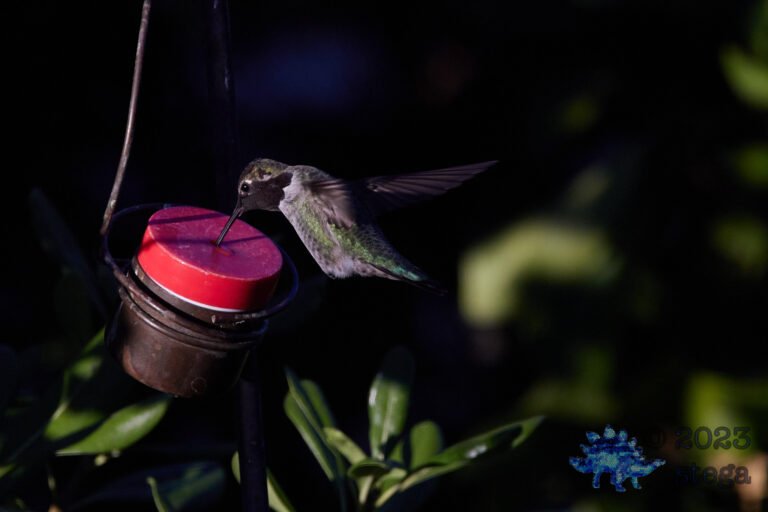Anna’s Hummingbird