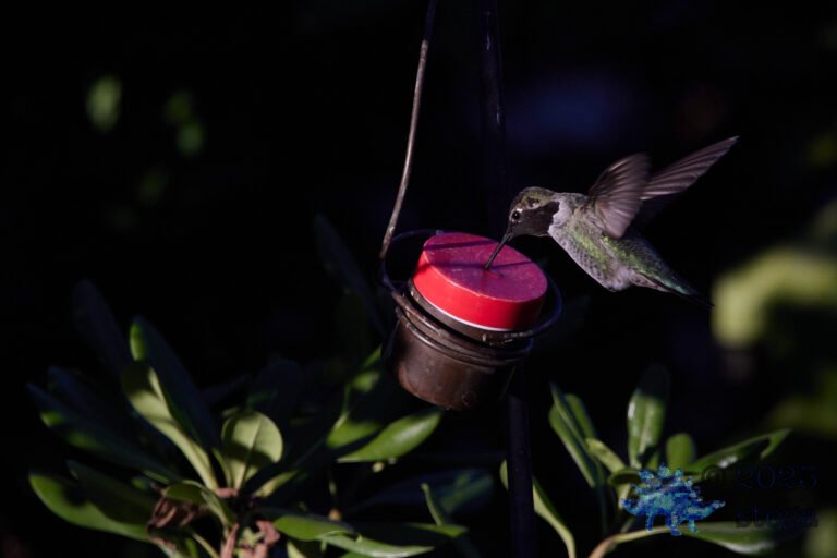 Anna’s Hummingbird