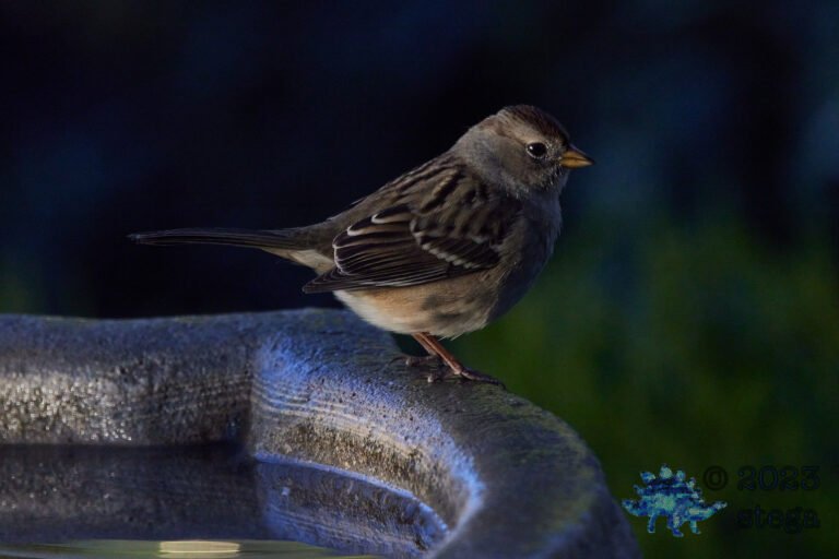 White-Crowned Sparrow