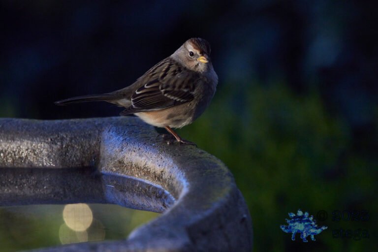 White-Crowned Sparrow