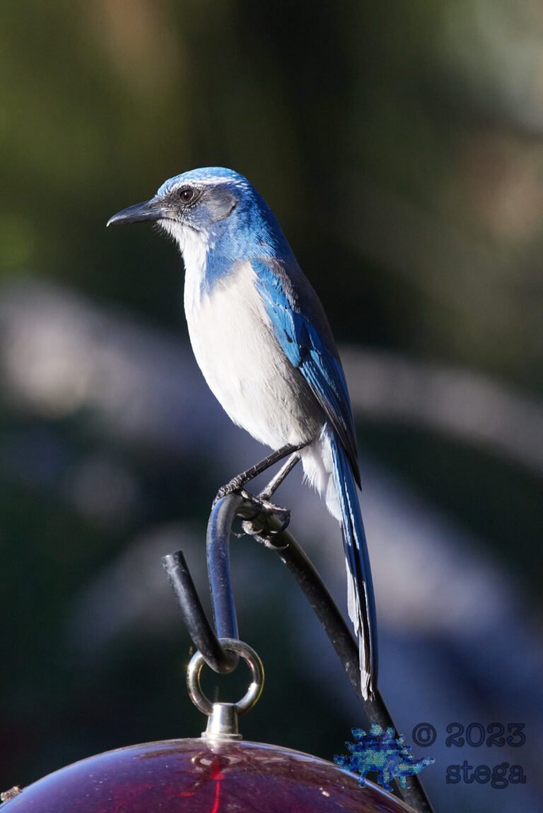 California Scrub Jay
