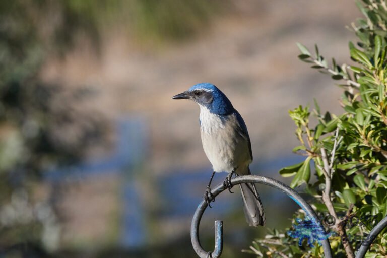 California Scrub Jay
