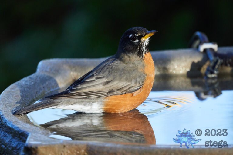 American Robin