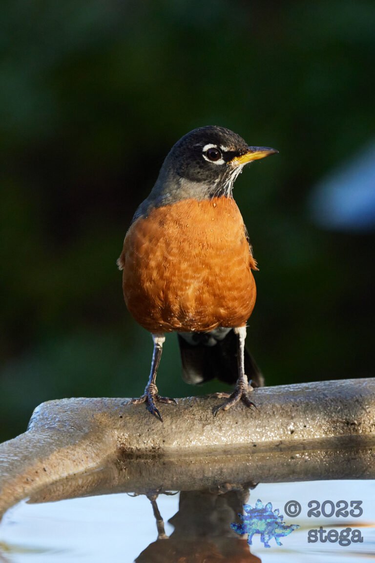 American Robin