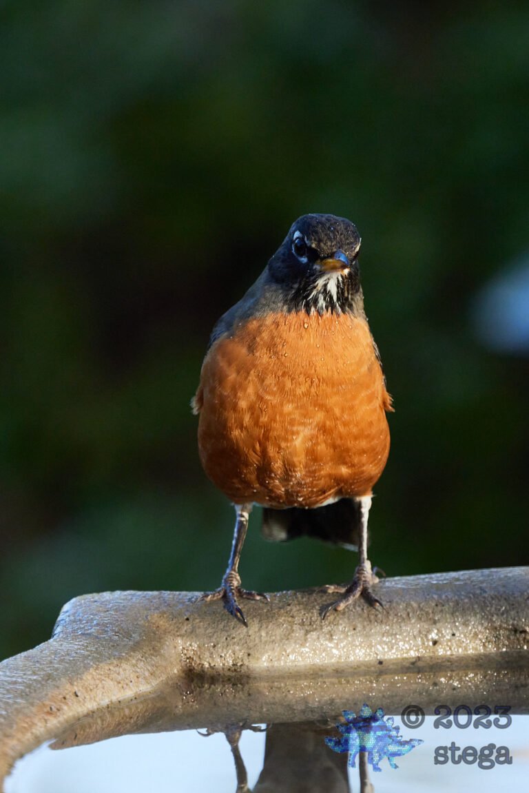American Robin