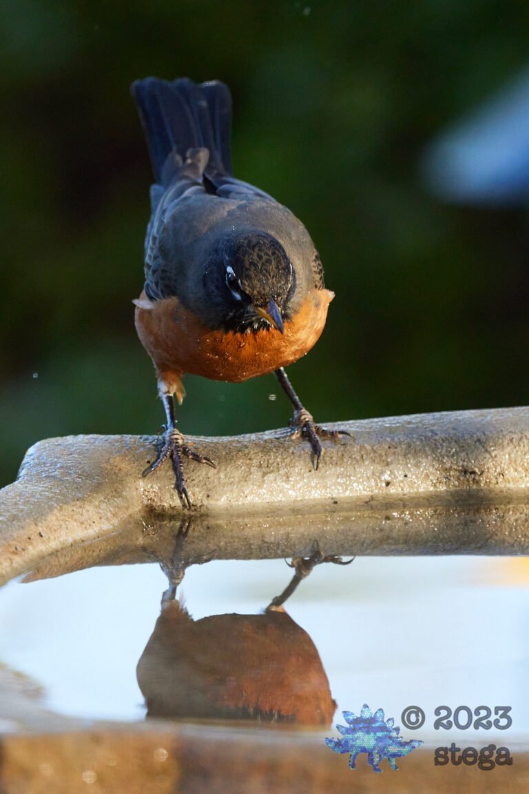 American Robin
