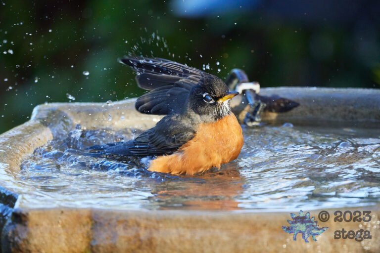 American Robin